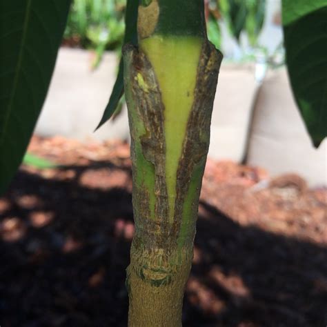 how to graft mango trees branch